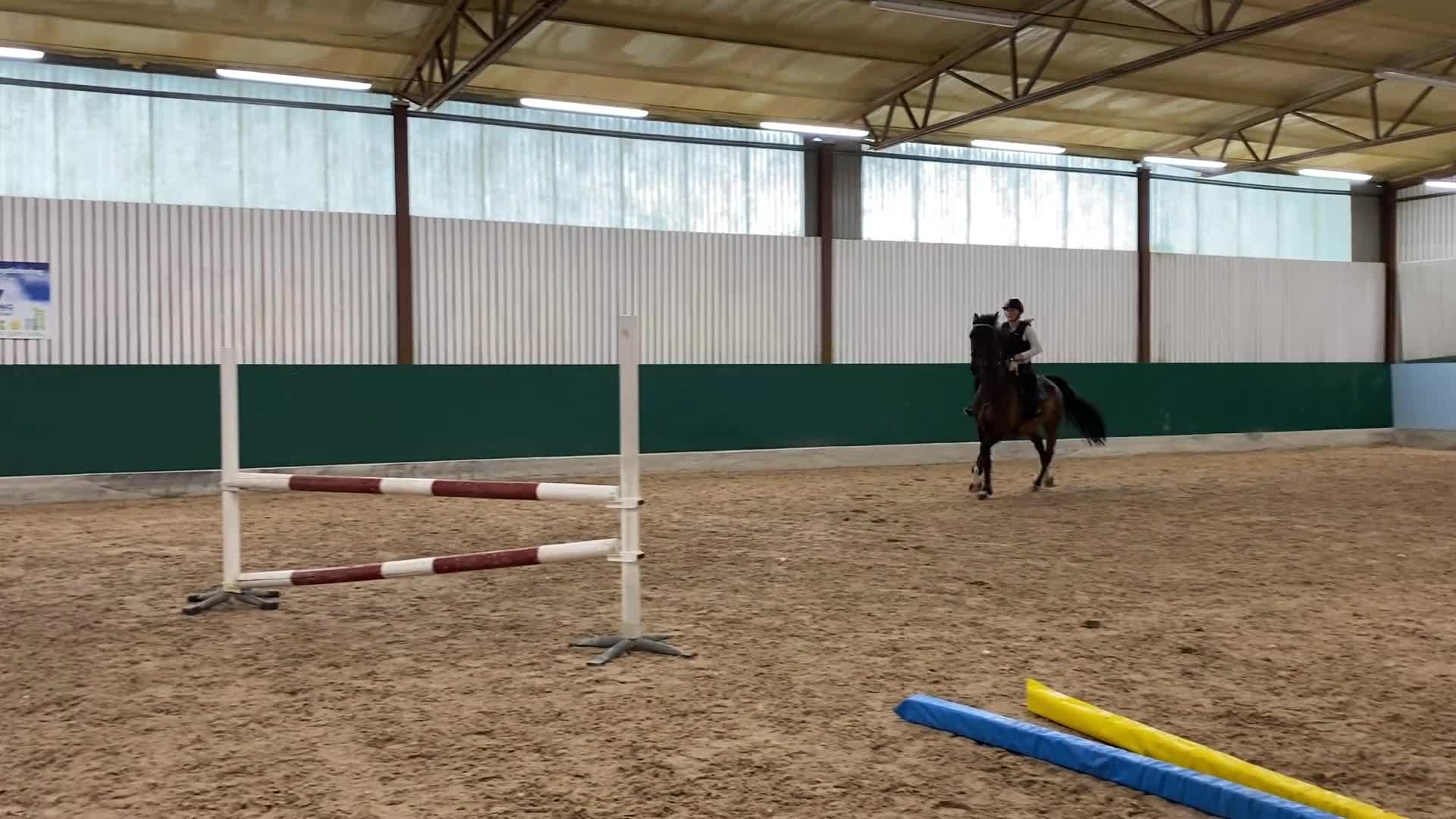 Allround hästar till salu: Trevlig SWB valack med stort hjärta.  - Video 2