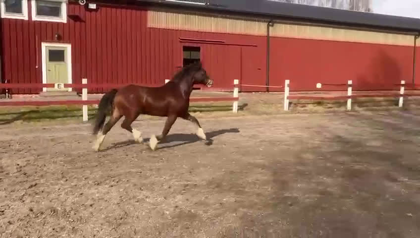 Allround hästar till salu: Welsh cob valack med enorm utstrålning!! - Video 4