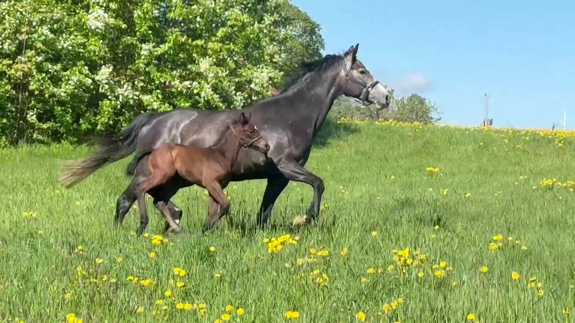 Hoppning hästar till salu: Stoföl e Ermitage Kalone- Diamant de Semilly - Video 1