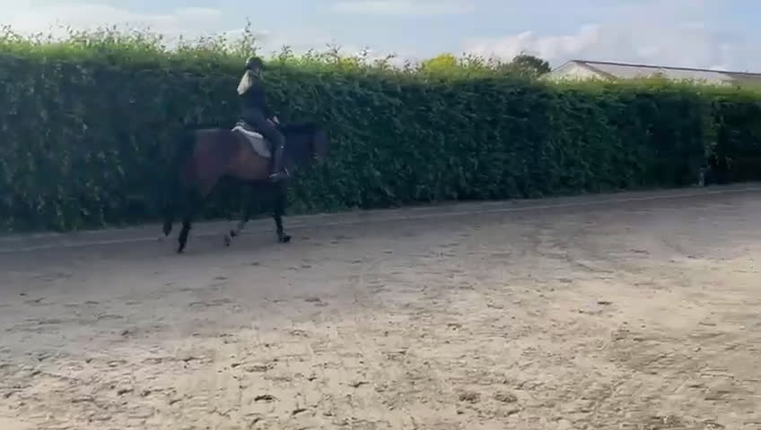 Hoppning hästar till salu: Trevlig 5åring  i Stockholm - Video 1