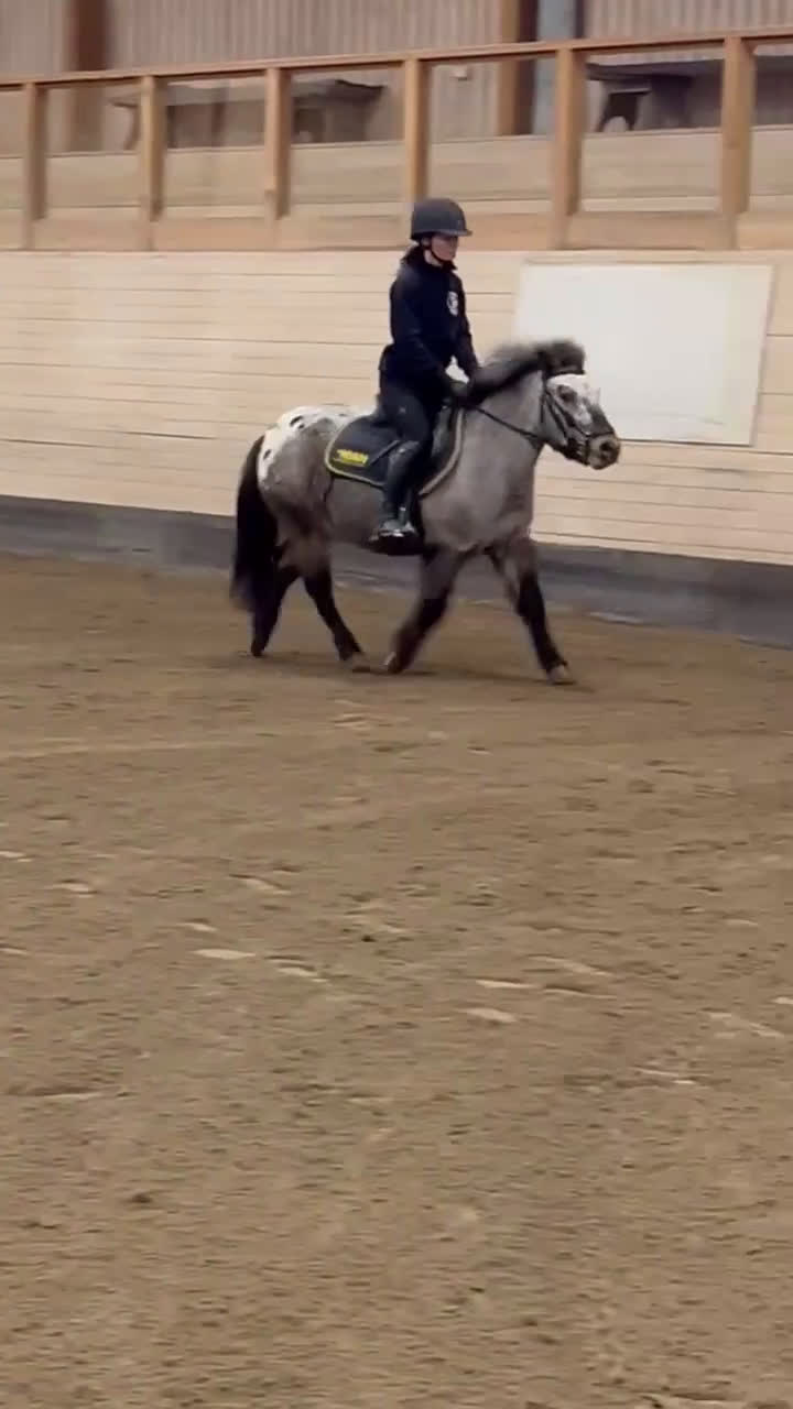 Allround hästar till salu: Pigg ponny - Video 2
