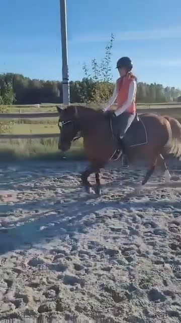 Dressyr hästar till salu: Prinzessin  i Örebro - Video 1