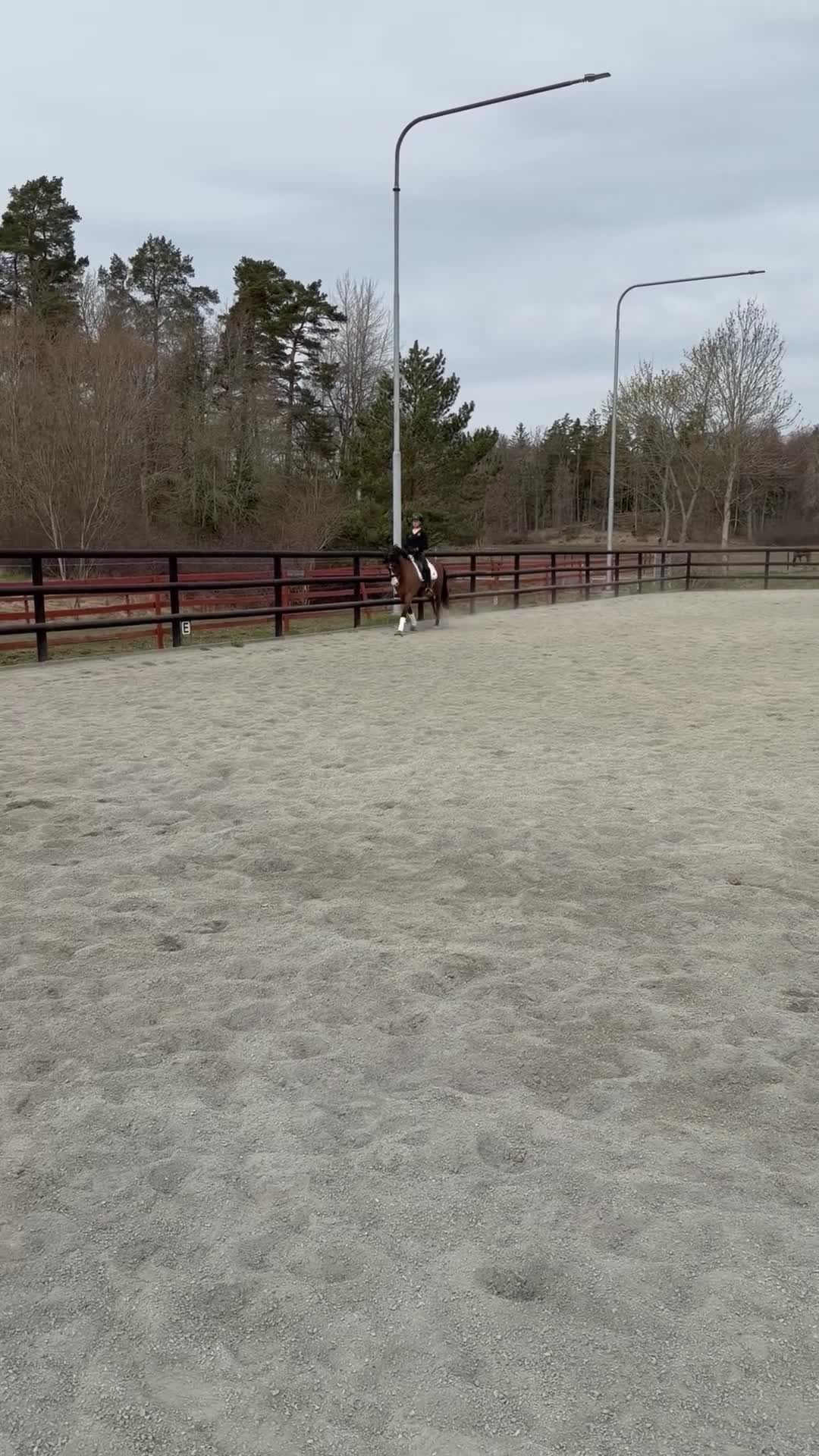 Dressyr hästar till salu: FEI ponny till salu 🌟 i Södertälje - Video 4