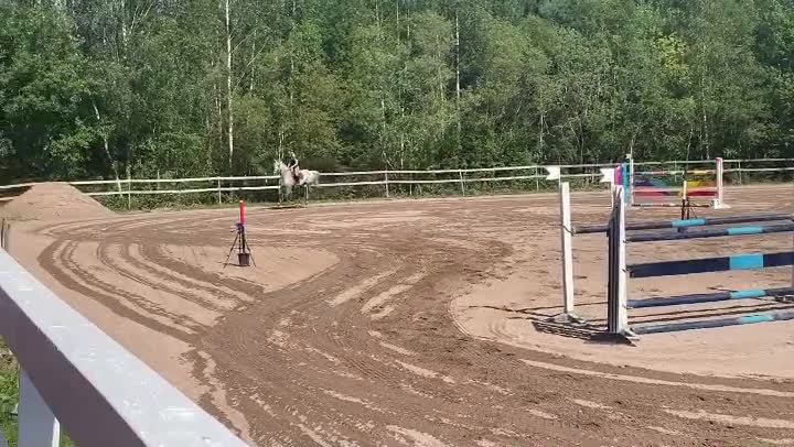 Allround hästar till salu: Once in a lifetime sto, hem viktigare än pris - Video 1