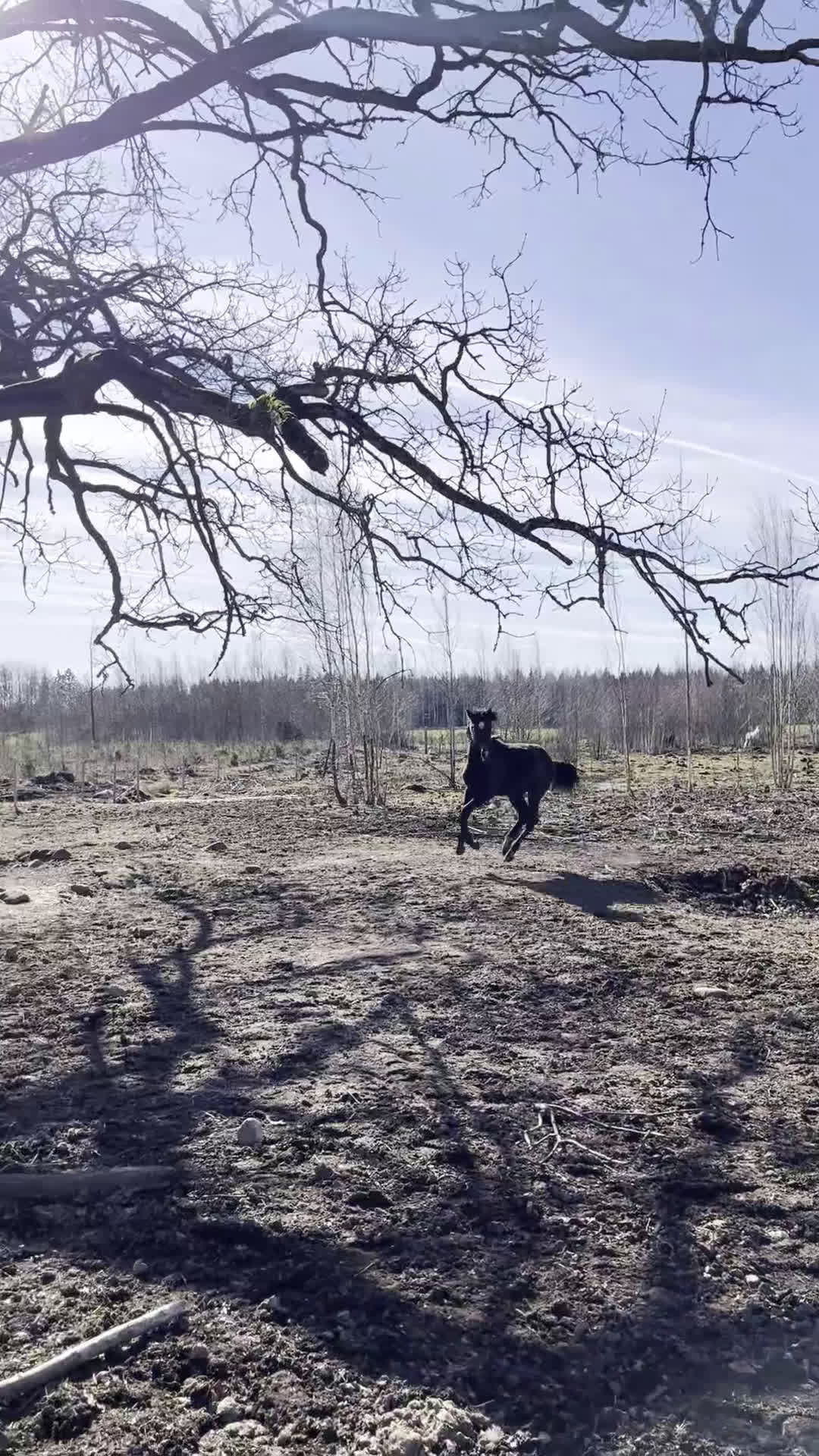 Hoppning hästar till salu: Skimmelsto med prestationsstam - Video 4