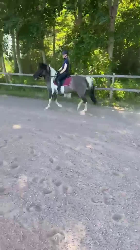 Allround hästar till salu: Social 5-gångare med personlighet på Åland i Grisslehamn - Video 1