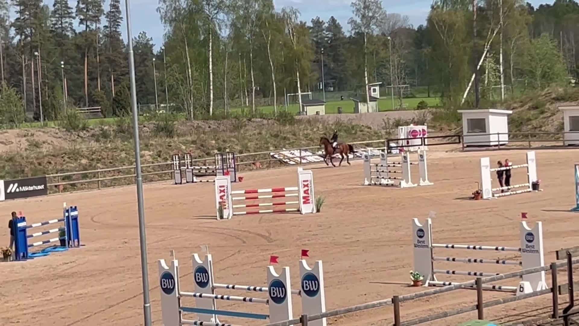 Hoppning hästar till salu: Hopphäst med med mycket kapacitet ⭐️ - Video 1