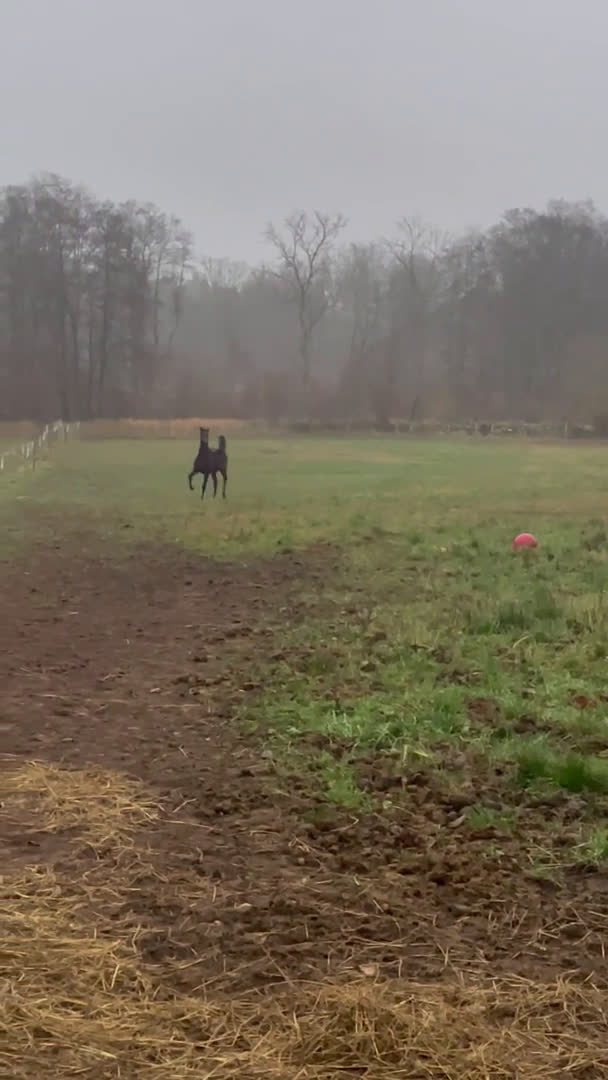 Trav hästar till salu: Snygg 1-årig hingst till trav i Skurup - Video 4