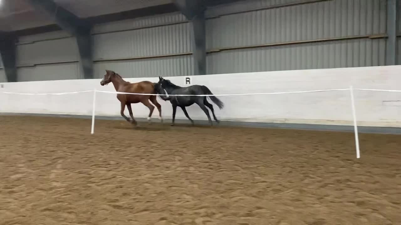 Dressyr hästar till salu: Fint sto efter Aideean är till salu - Video 2