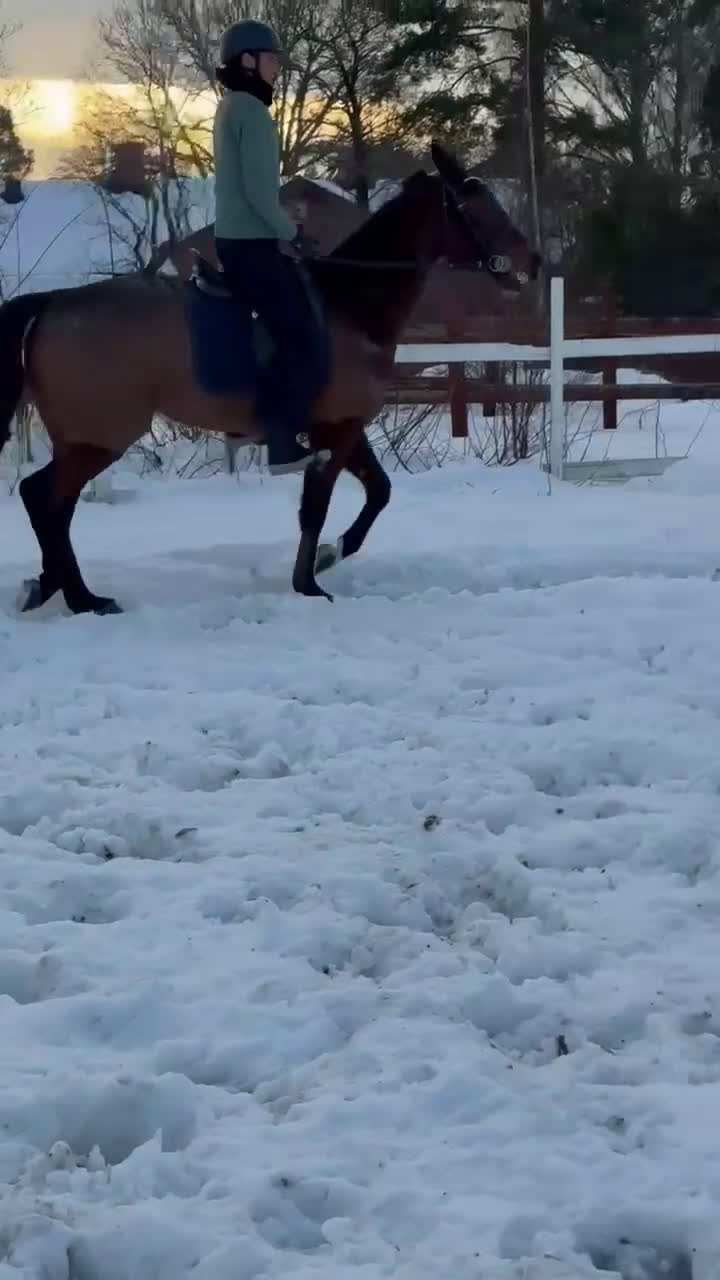 Allround hästar till salu: Ajlexes Abraxas i Falun - Video 2