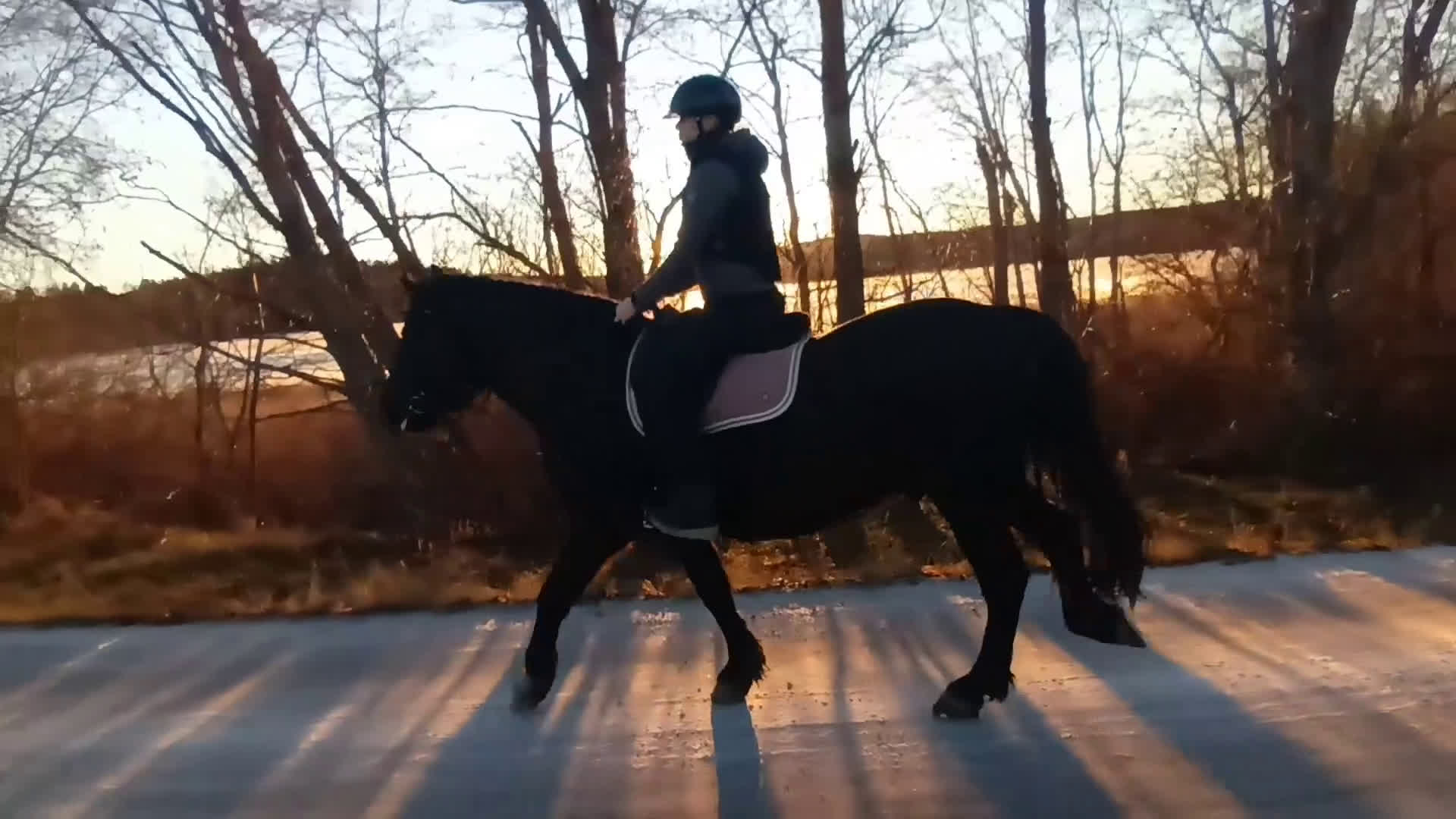 Allround hästar till salu: 7-årig kallblodsvallack. i Matfors - Video 2
