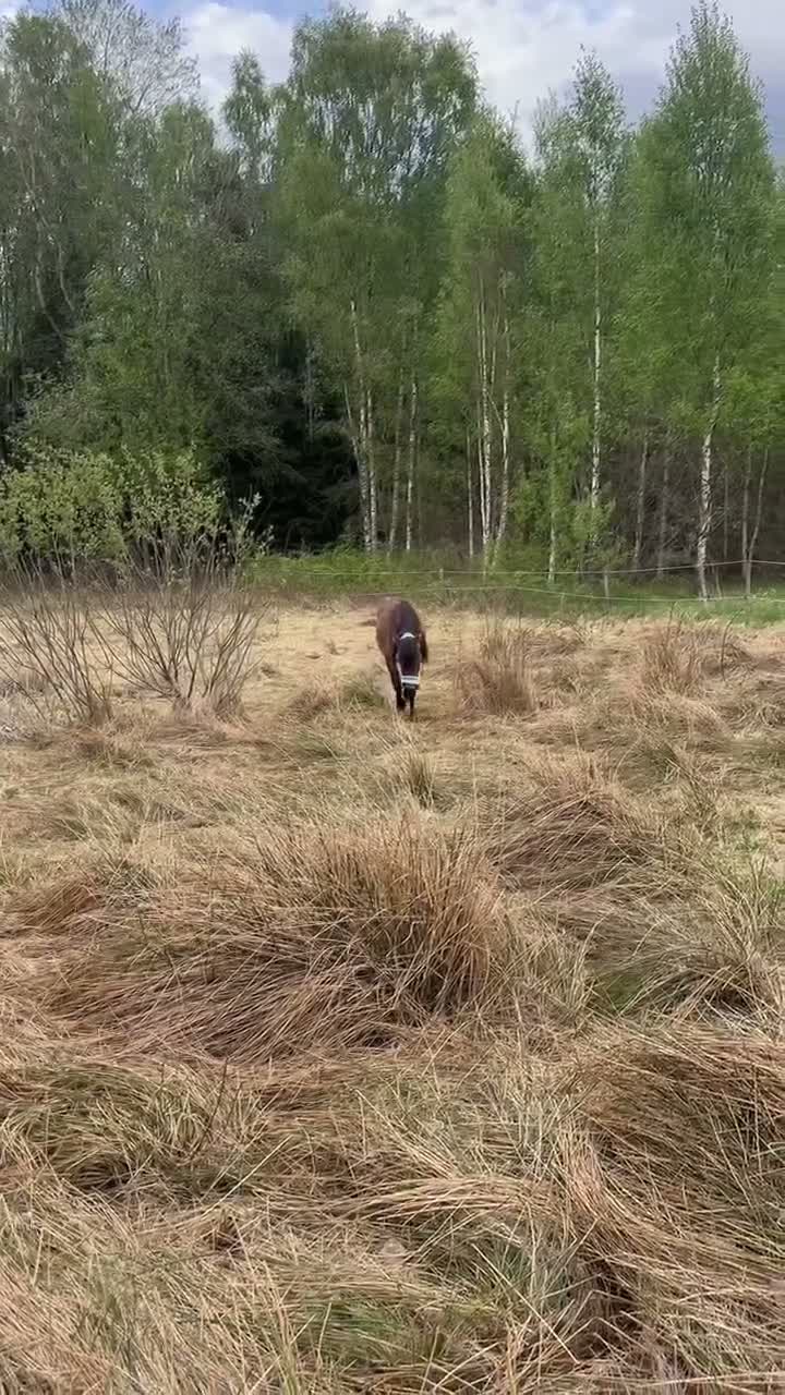 Allround hästar till salu: Trevlig fyraårig russhingst söker sitt nya hem - Video 1