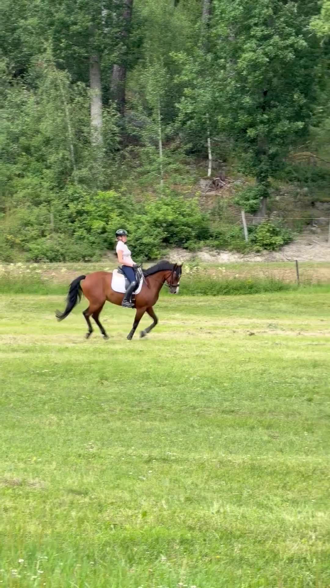 Allround hästar till salu: FEI ponny till salu 🌟 - Video 5