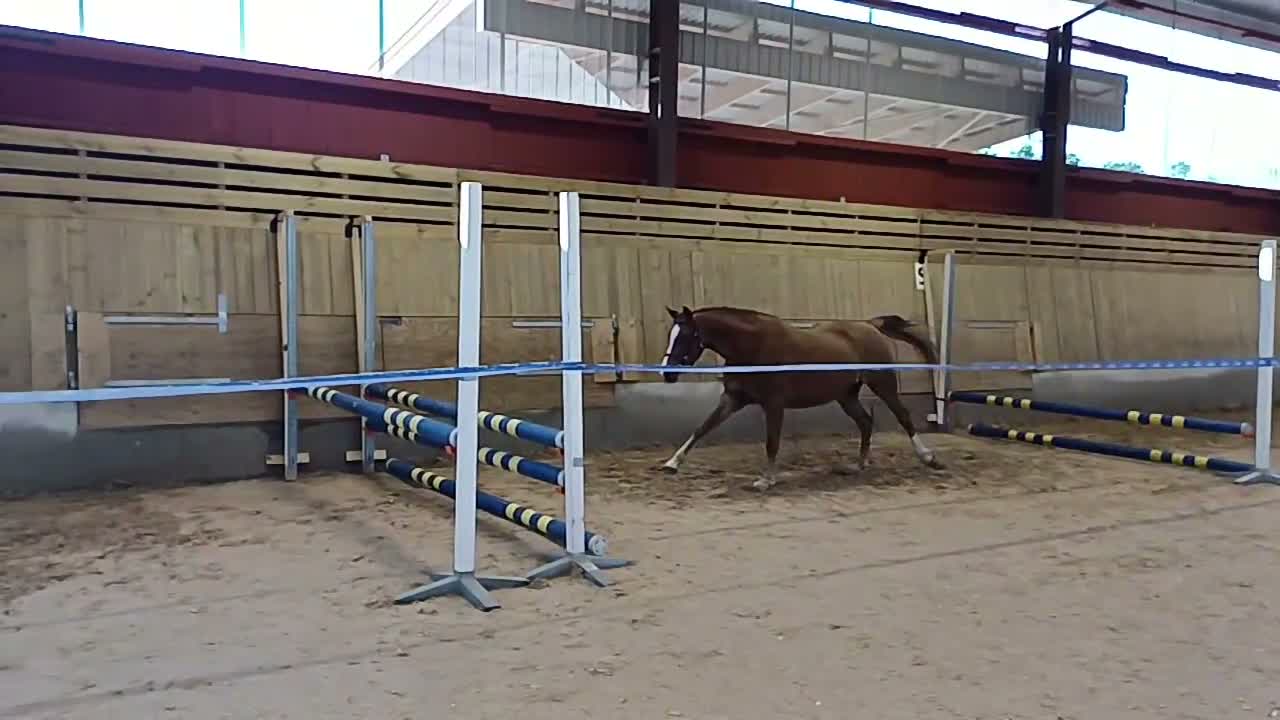 Allround hästar till salu: Lovande 3års sto med dubbeldiplom - Video 2