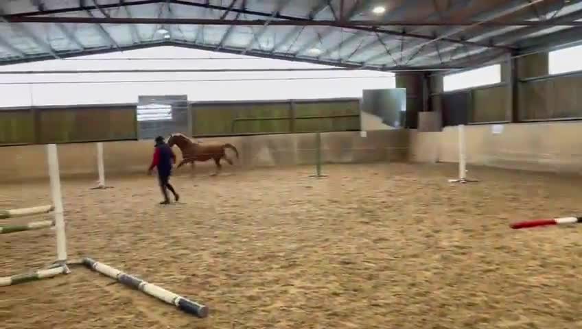 Hoppning hästar till salu: Treåring med härlig teckning - Video 1