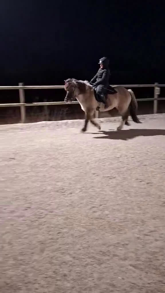 Island hästar till salu: Snällt sto född 2010 - Video 1