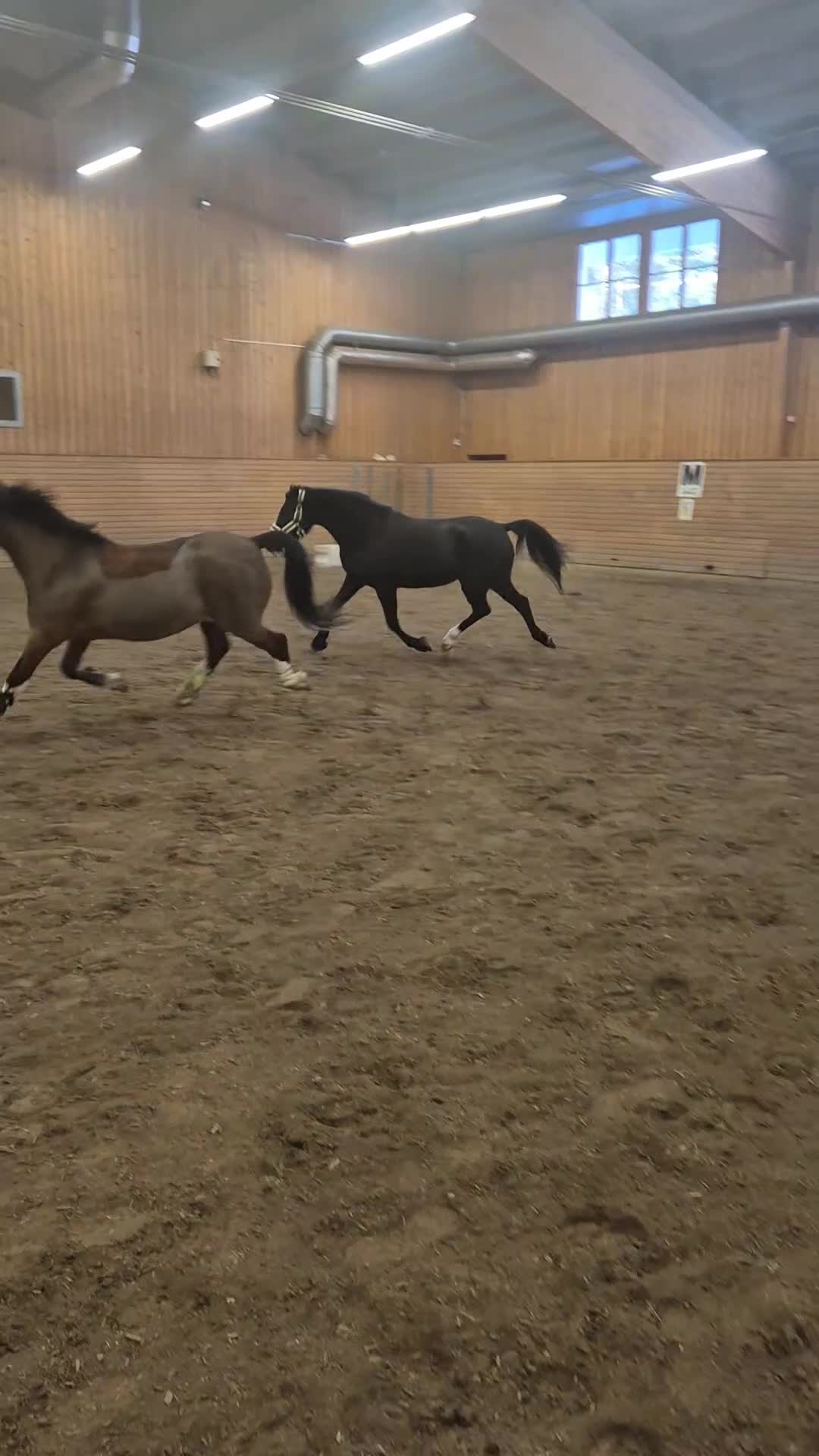 Allround hästar till salu: Mycket fint sto - Video 1