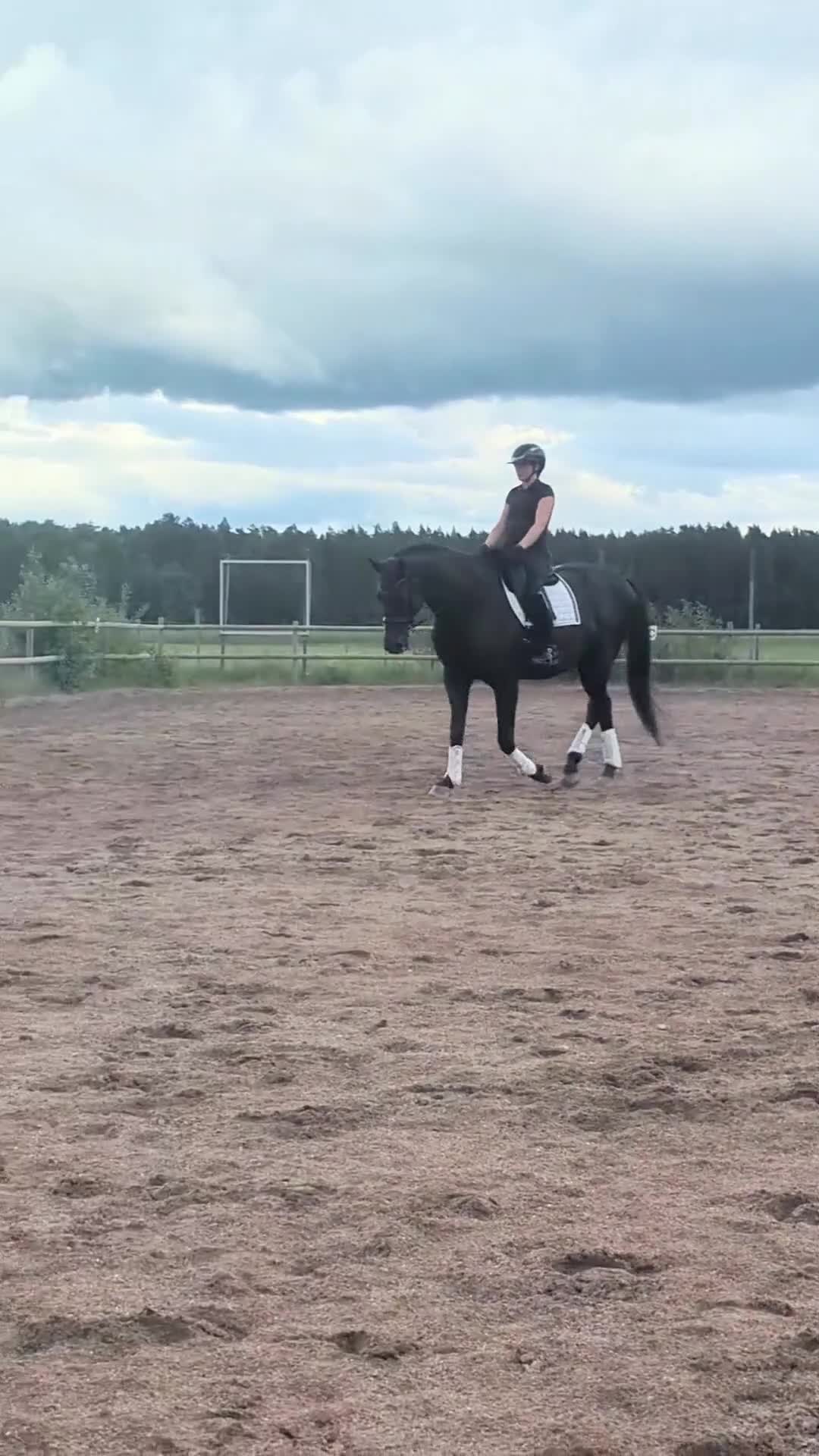 Dressyr hästar till salu: Svårklasshäst  - Video 5