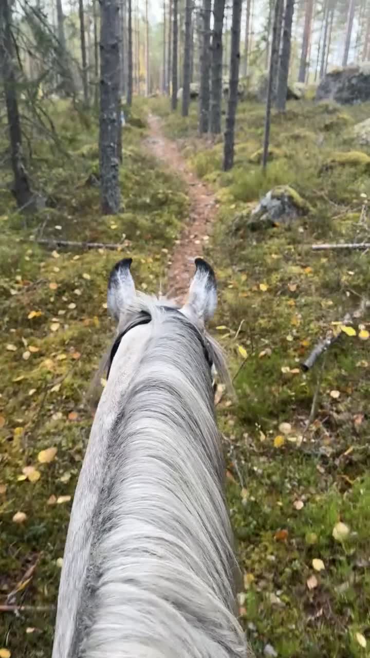 Distans hästar till salu: Fantastiskt arabvalack 4 år 163 cm  i Ljusdal - Video 1
