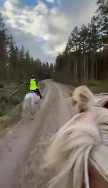 Allround hästar till salu: Söker ny bästa kompis  - Video 3