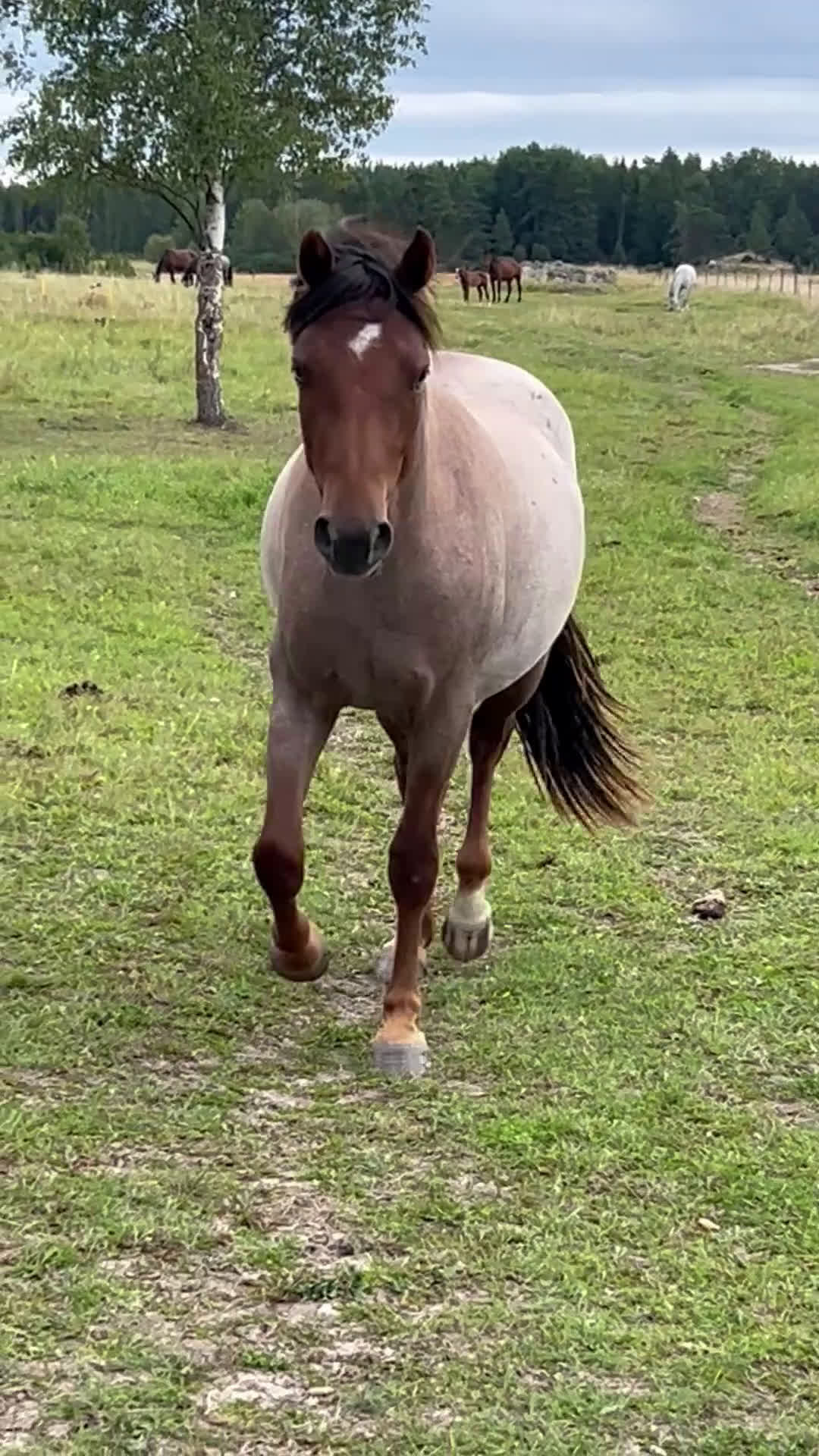 Hoppning hästar till salu: Fantastiskt sto i Täby - Video 1