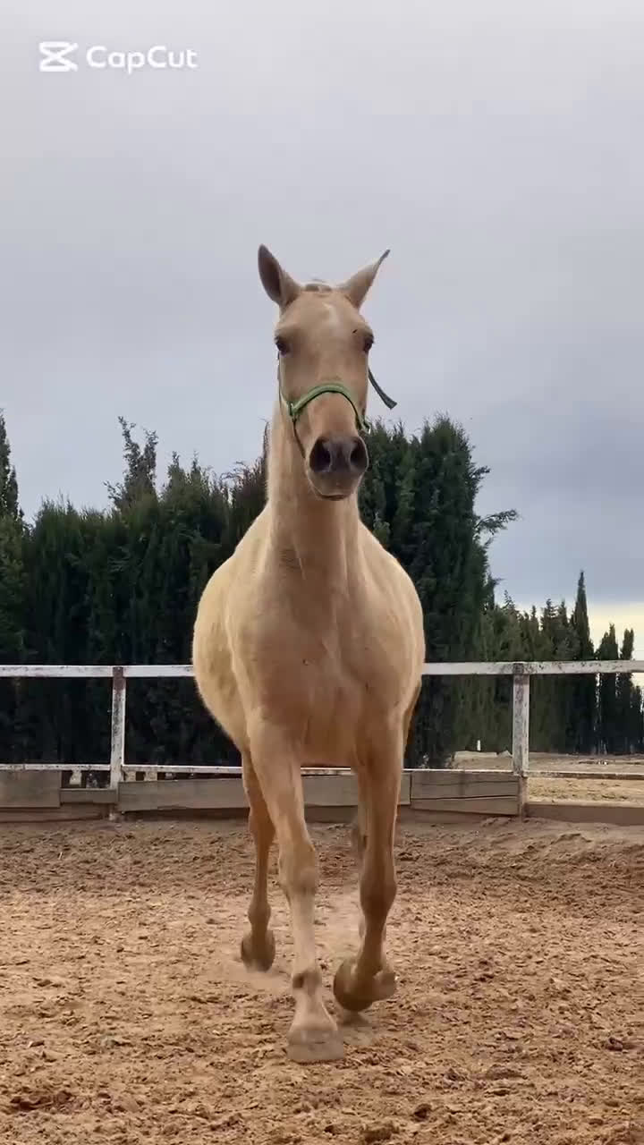 Avelshästar hästar till salu: Palomina PRE avels sto  i Halmstad - Video 1