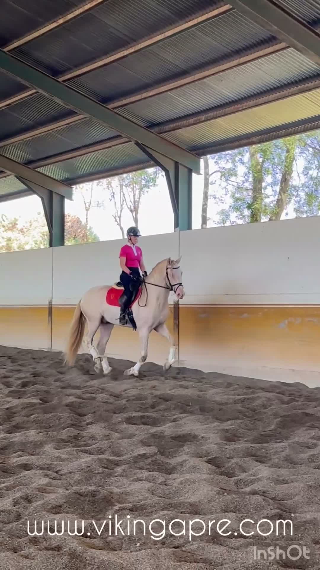Allround hästar till salu: Lyxig väl stammad godkänd PRE hingst  - Video 1