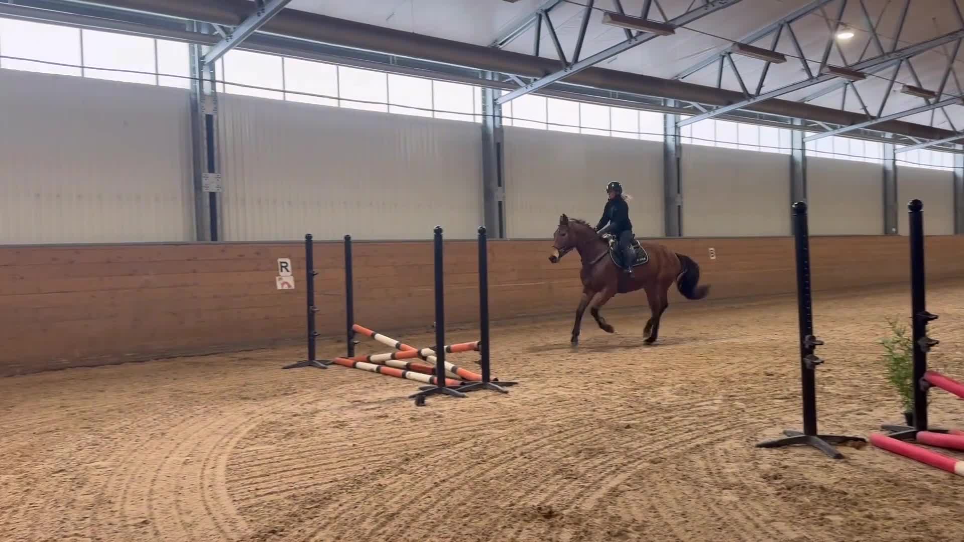 Hoppning hästar till salu: Trevligt sto - Video 3