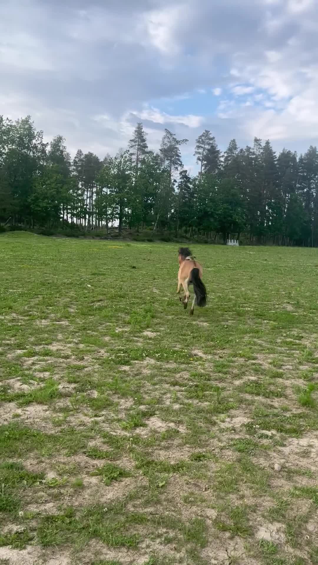 Allround hästar till salu: Världens snällaste russ - Video 1