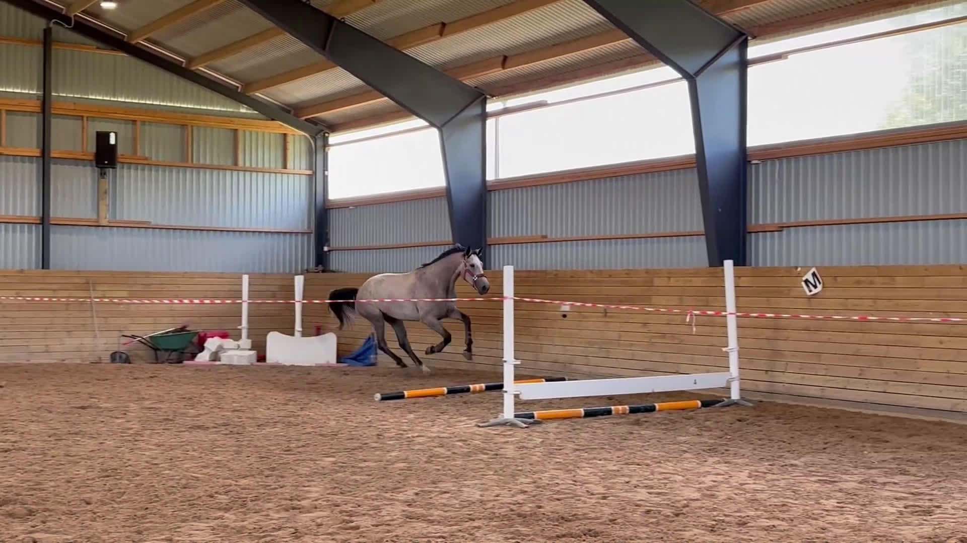 Hoppning hästar till salu: Syster till Easy Boy. Elbarone - Cardento i Norrköping - Video 1