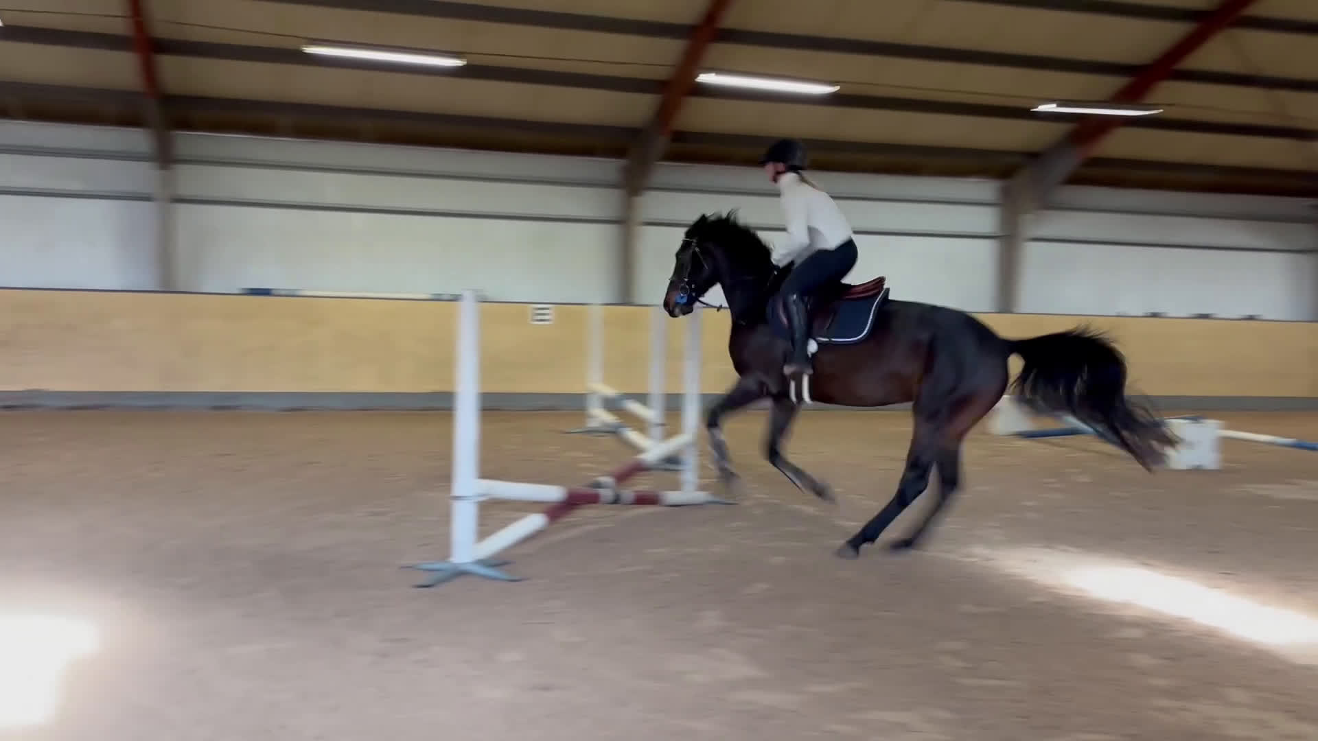 Allround hästar till salu: Läcker valack  i Vellinge - Video 4