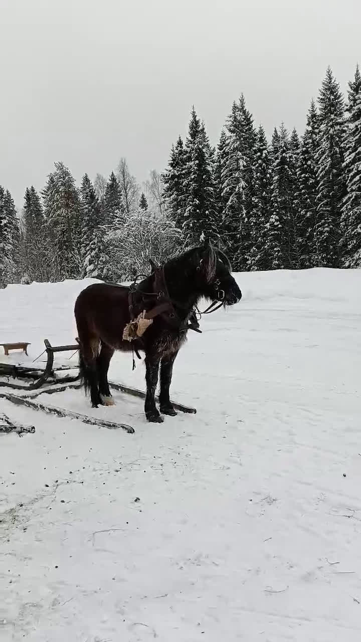 Allround hästar till salu: Kallblodstravare i Haparanda - Video 2