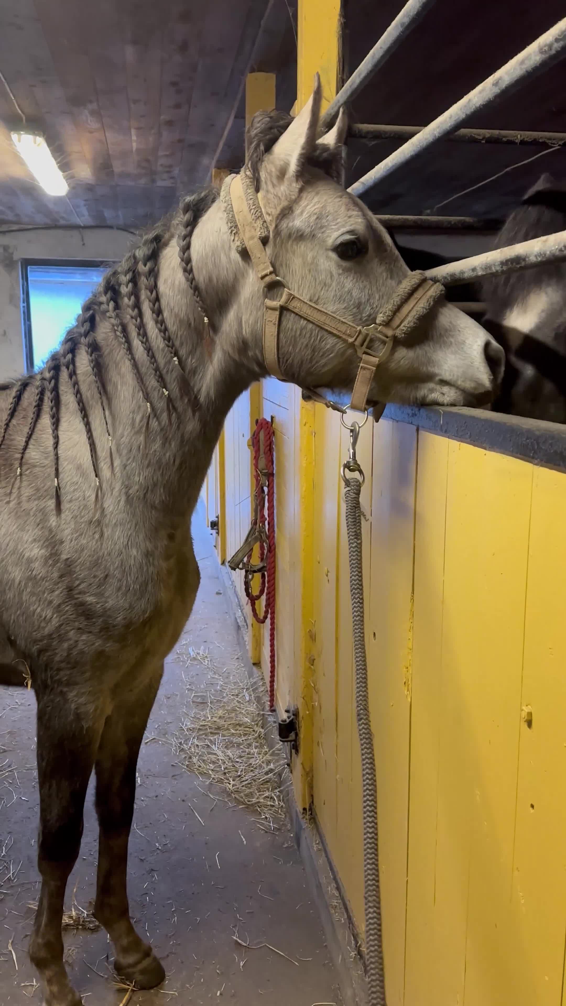Övrigt hästar till salu: Arabhingst med Topstam från känt stuteri i Belgien i Yngsjö - Video 1