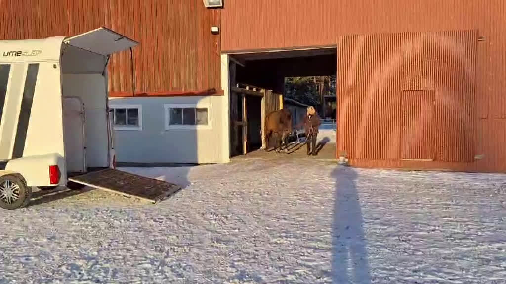 Dressyr hästar till salu: Trevlig 2 åring SWB e. Serious 1457 i Umeå - Video 3