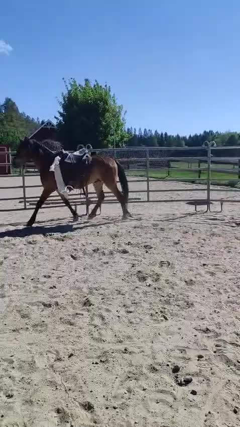 Allround hästar till salu: Charmig kigermustangvalack  - Video 3