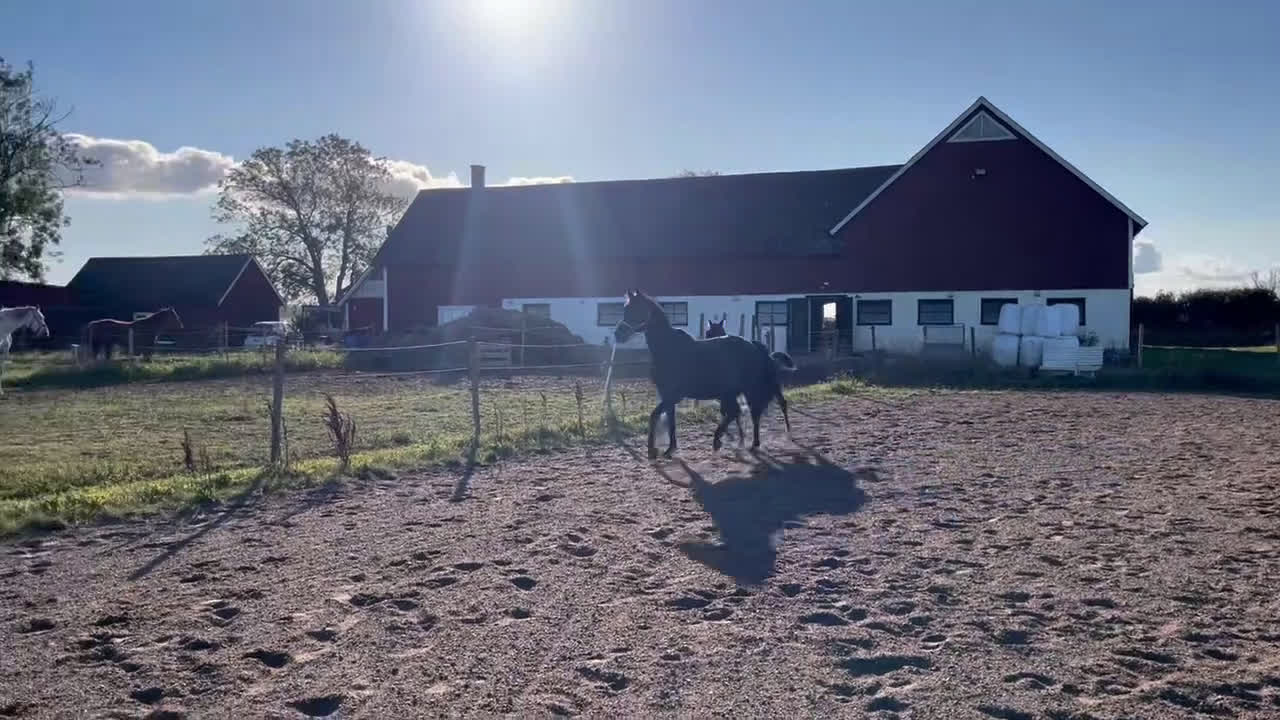 Dressyr hästar till salu: Hingstföl efter Hesselhöj Donkey Boy i Ängelholm - Video 3