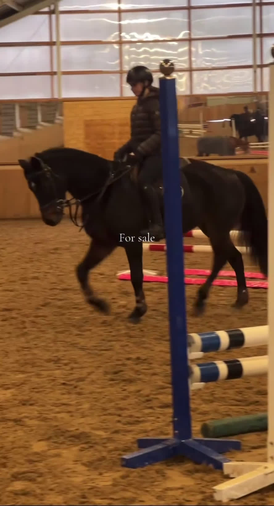 Hoppning hästar till salu: D-ponny till satsande ryttare - Video 1