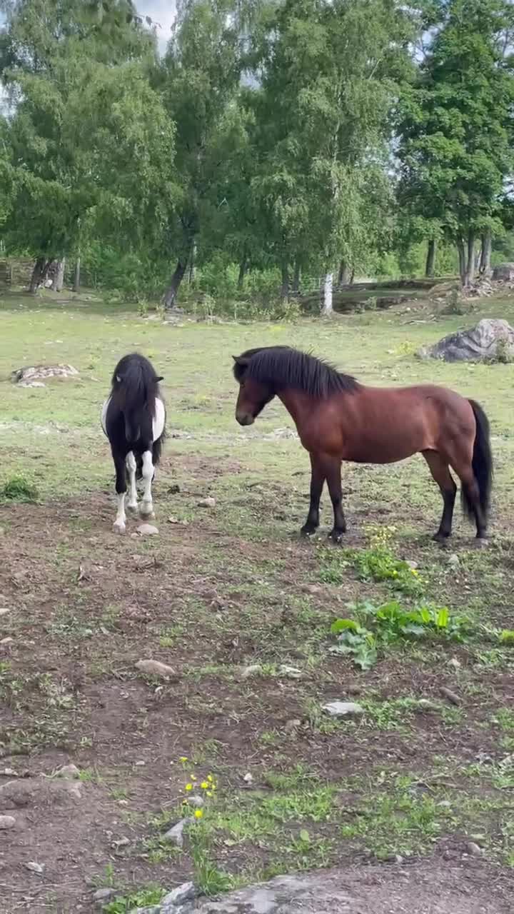Island hästar till salu: Underbar 3 åring - Video 1