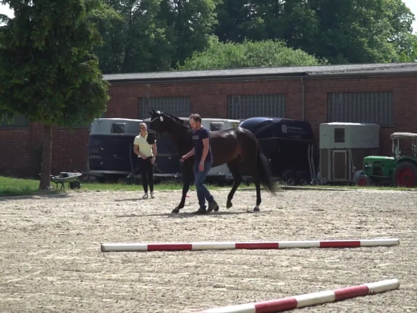 Dressyr hästar till salu: Trevligt sto - Video 3