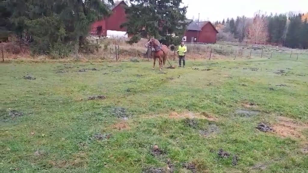 Allround hästar till salu: Mysiga Bella till salu  i Högsjö - Video 1