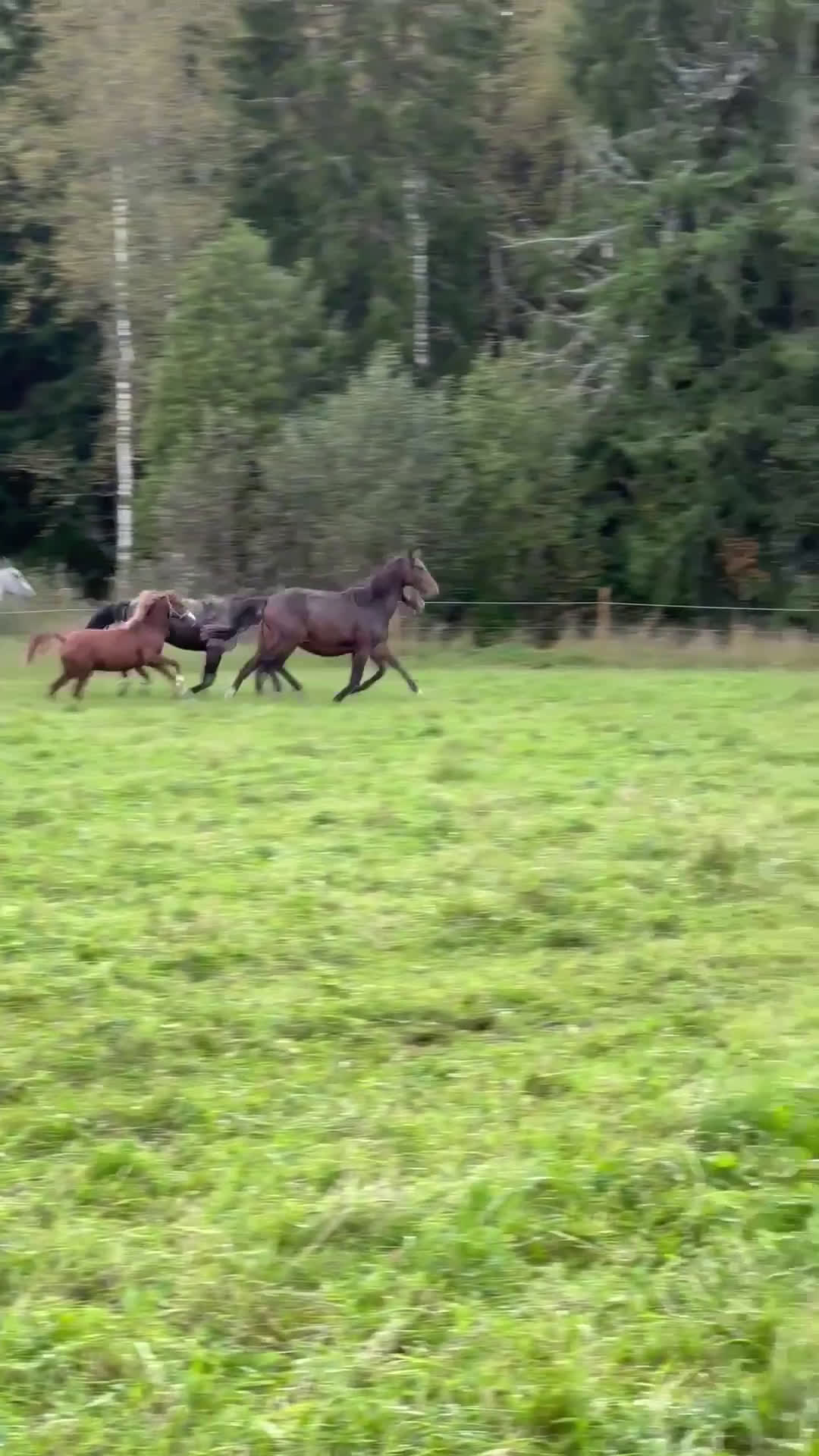 Hoppning hästar till salu: Svenskfödd tvåårshingst e Don't Touch Tiji Hero - Video 1