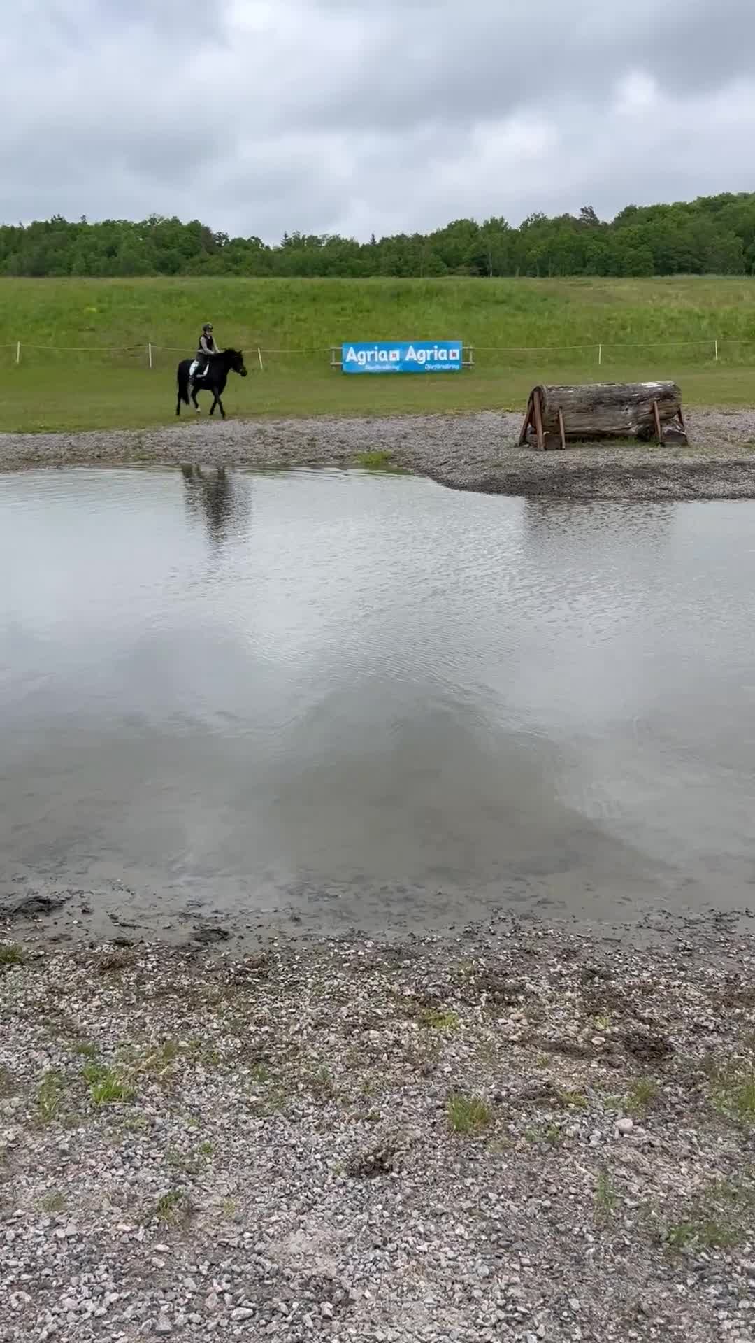 Allround hästar till salu: Härlig kompis - Video 2