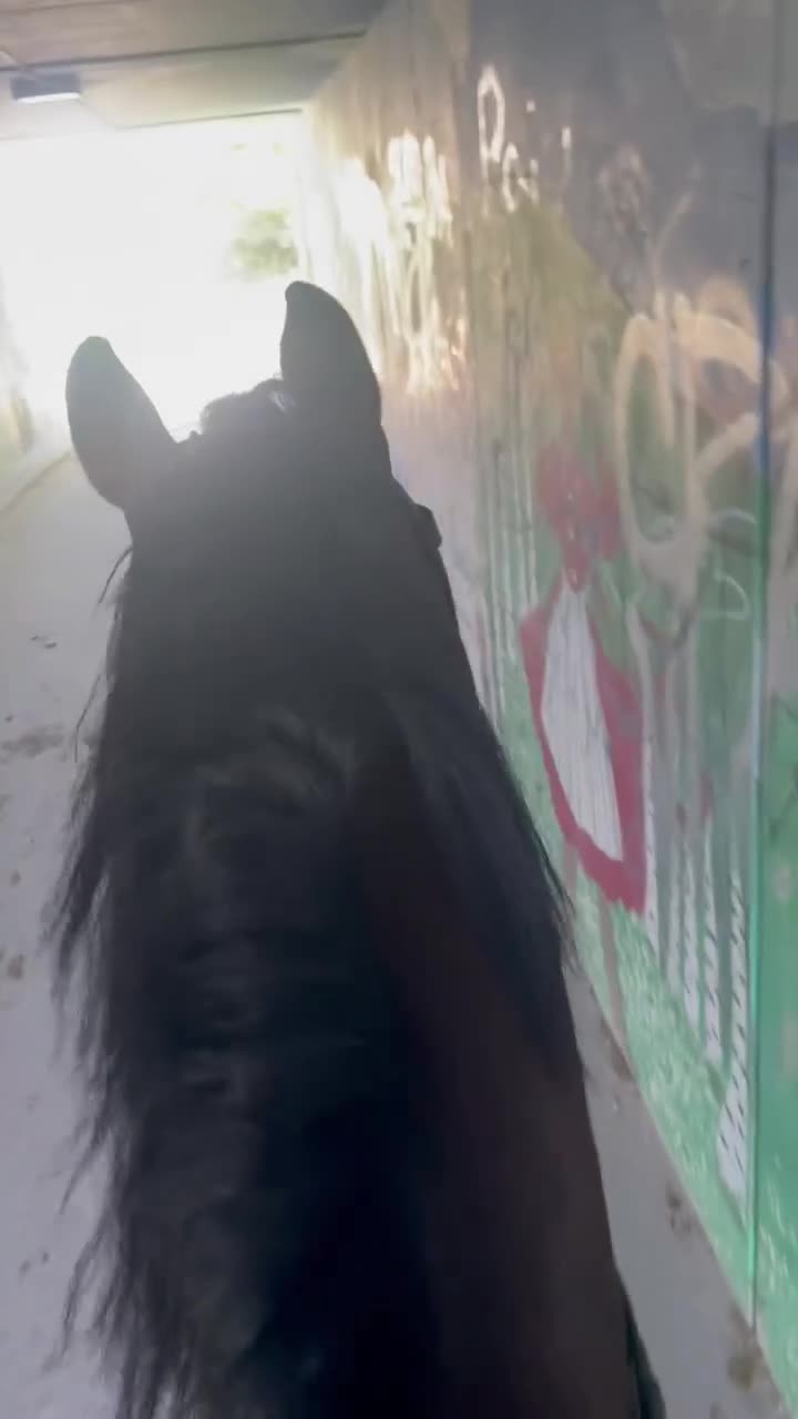 Övrigt hästar till salu: 7 årig SWB valack för hoppning  - Video 2