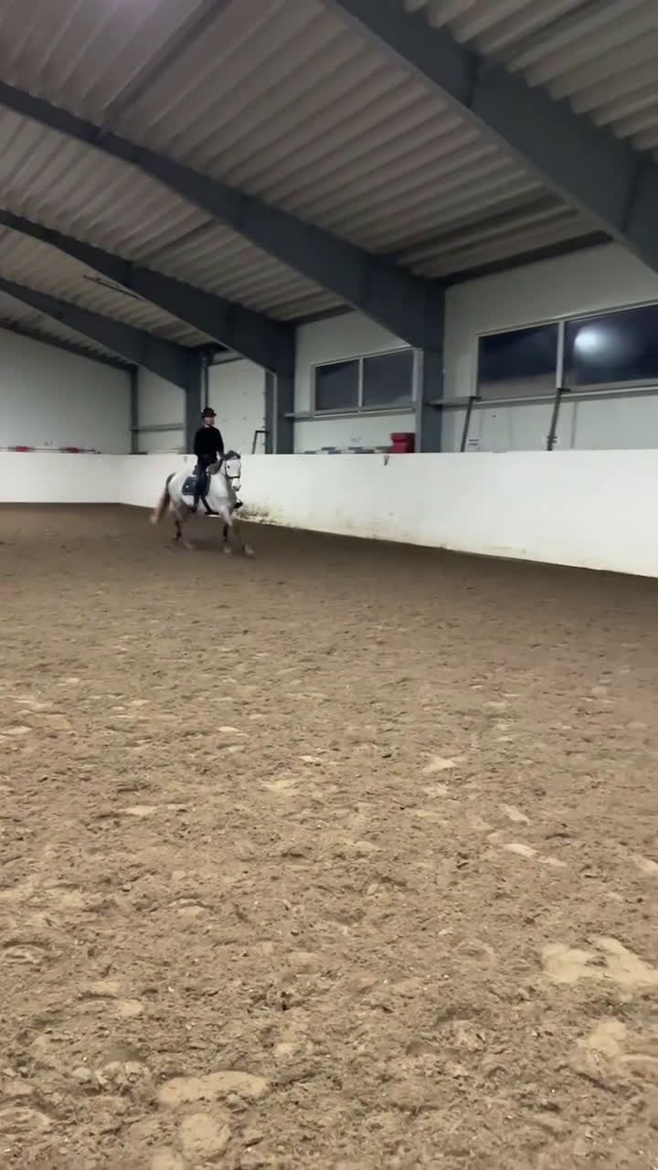 Hoppning hästar till salu: Framtidens rosettplockare! i Solna - Video 1