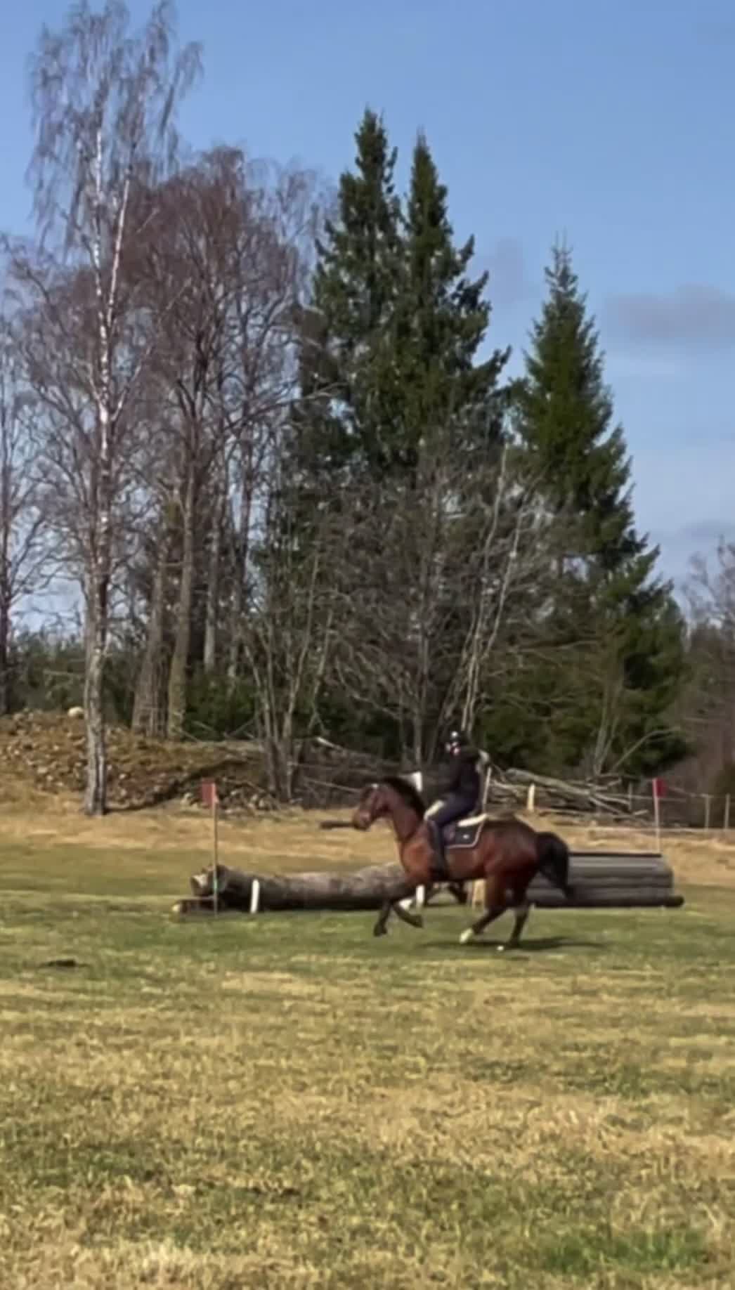 Fälttävlan hästar till salu: Kvalitetsponny för fälttävlan eller valfri gren - Video 4