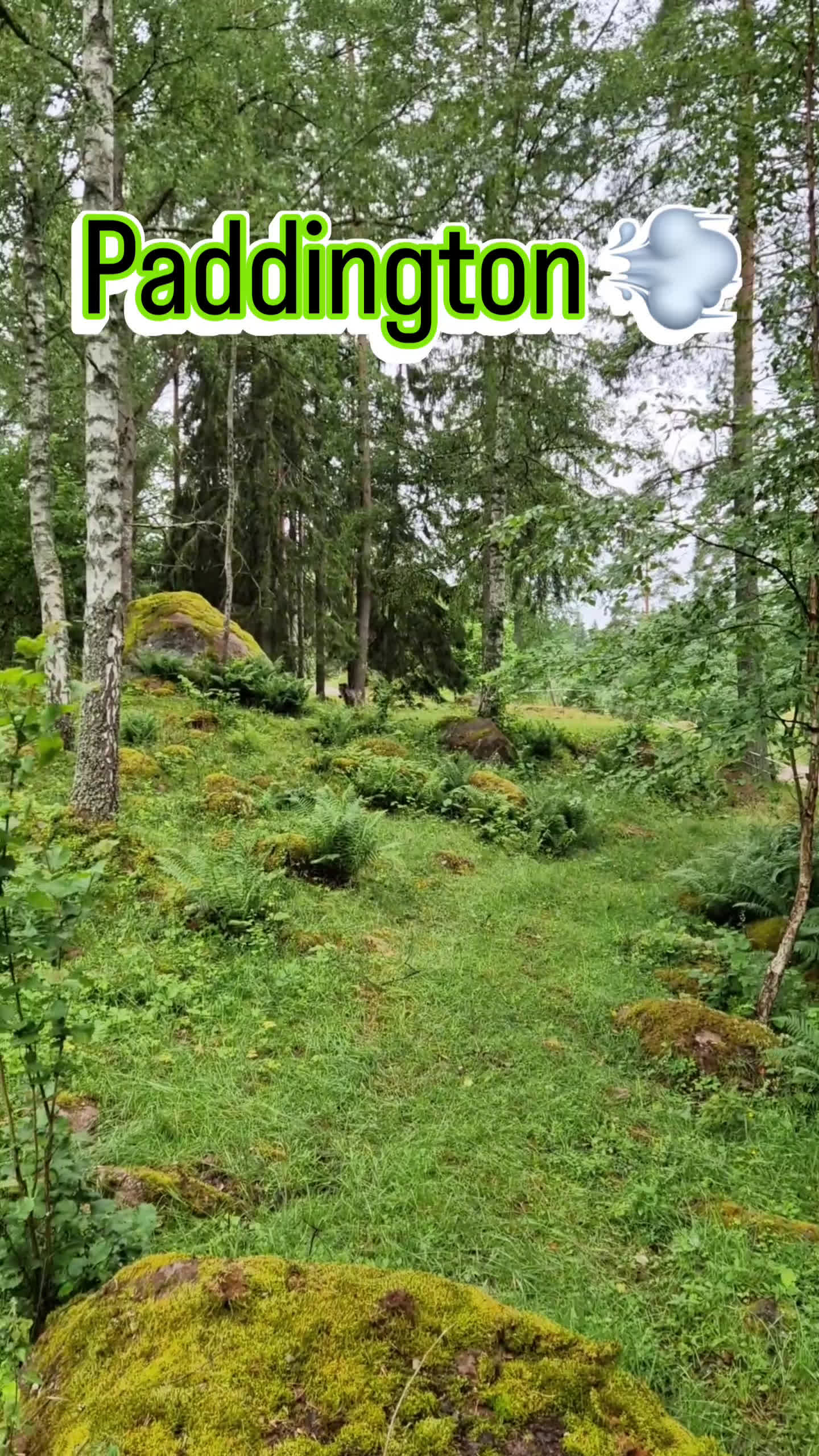 Övrigt hästar till salu: Paddington är nu till salu  - Video 1