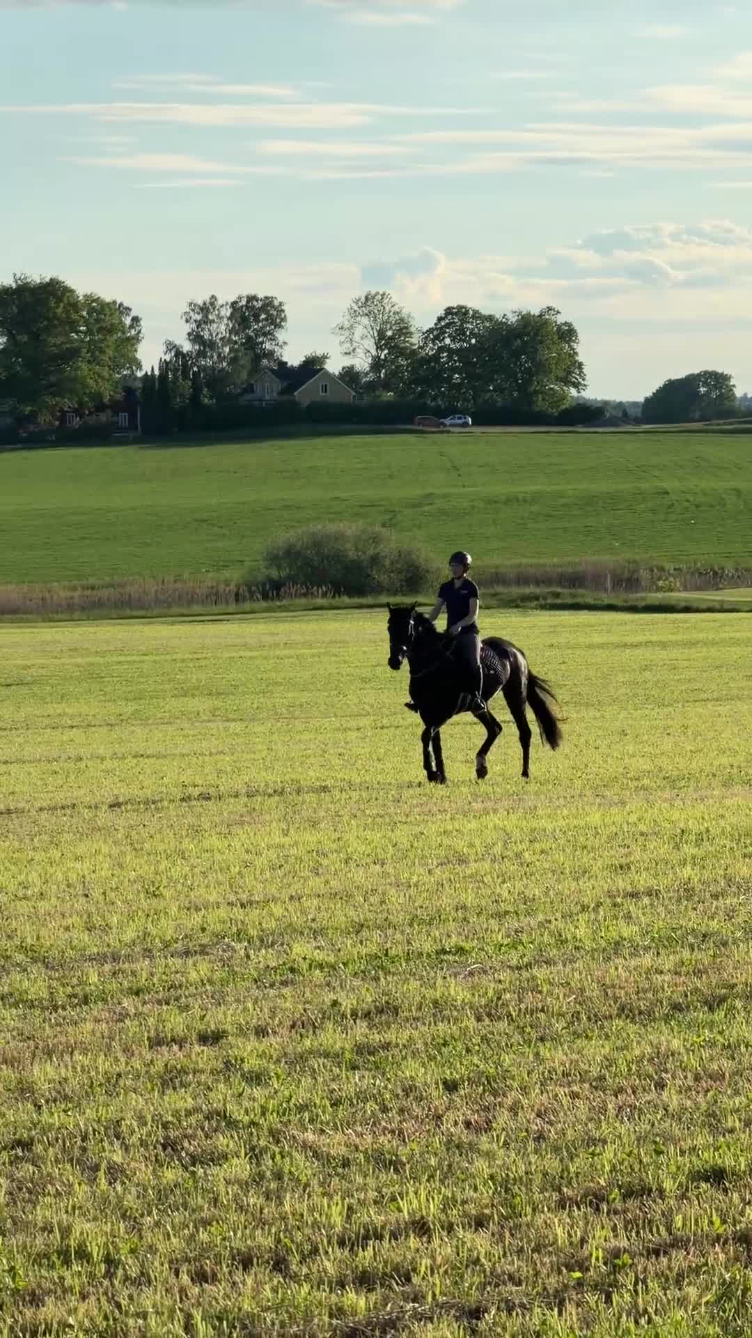Dressyr hästar till salu: Lovande dressyrsto född 2022 - SWB med Toppstam  - Video 4