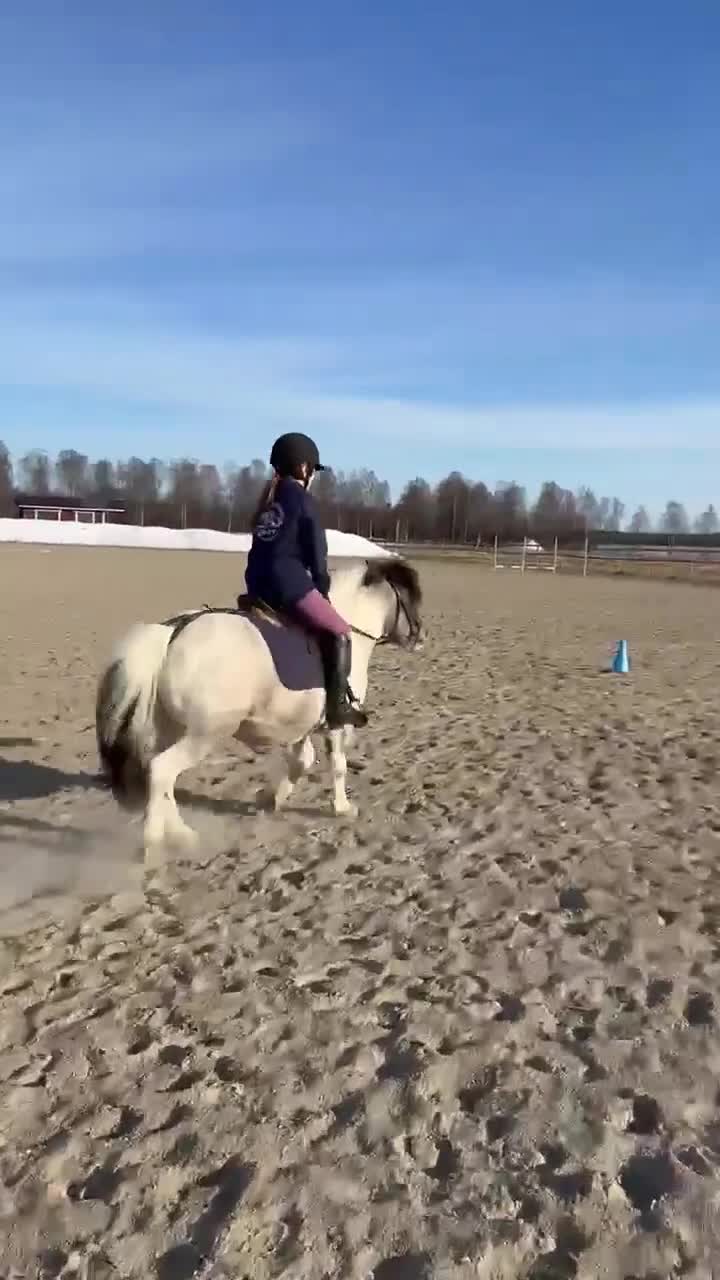 Allround hästar till salu: En vacker, genomklok, lagom tjock ponny - Video 1