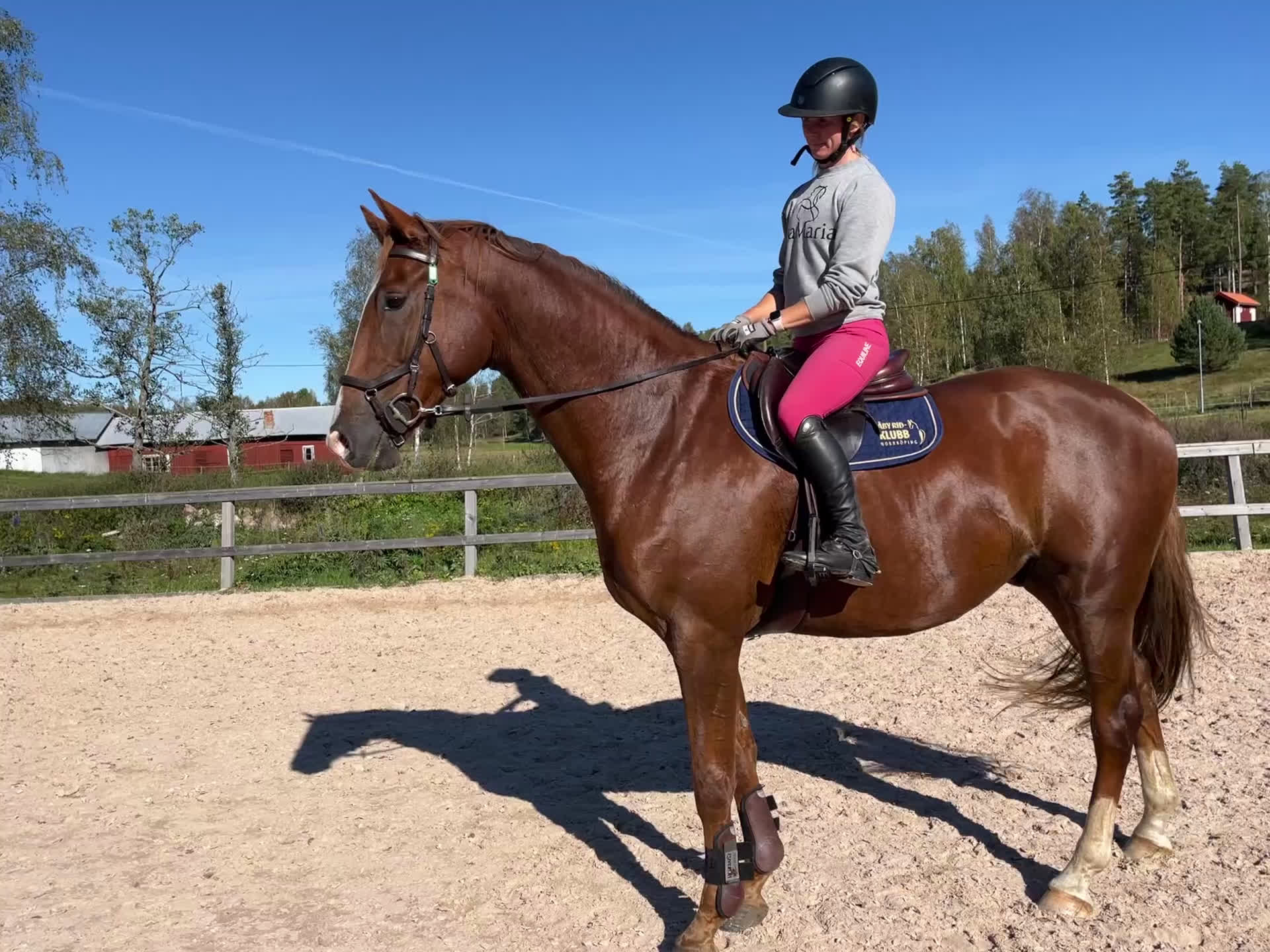 Dressyr hästar till salu: 5-årig dressyr valack i Kolmården - Video 1