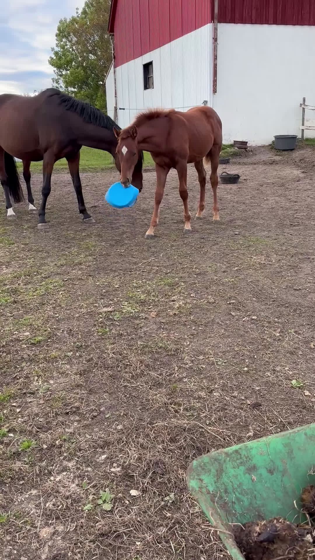 Allround hästar till salu: En häst för framtiden  - Video 1